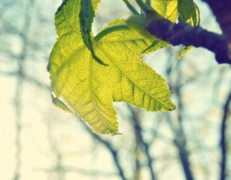 nexus-blog-2